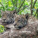 El rol de los mitos y leyendas en la protección del medio ambiente en El Salvador